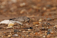 David Plant Photography - Wildlife Photographer - Knot - F